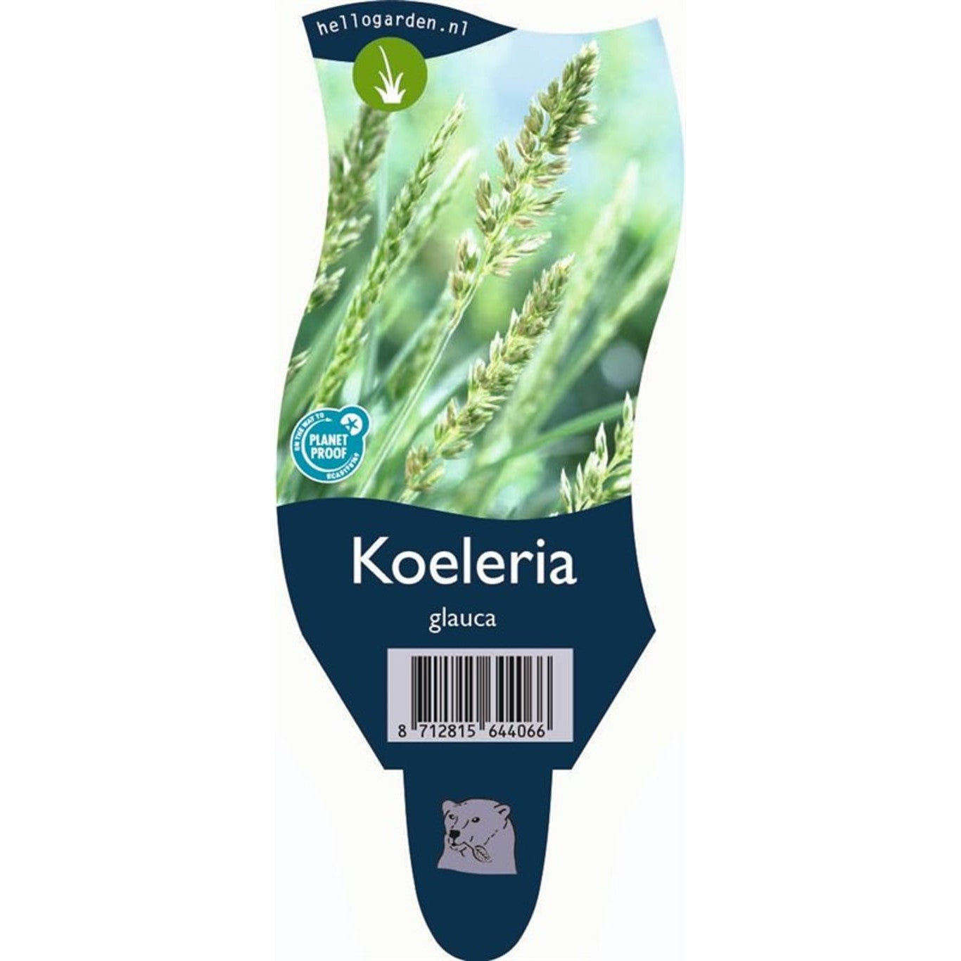 Blåsvingel – Koeleria glauca - P11
